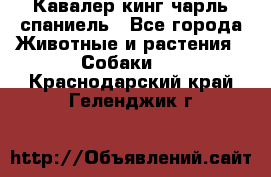 Кавалер кинг чарль спаниель - Все города Животные и растения » Собаки   . Краснодарский край,Геленджик г.